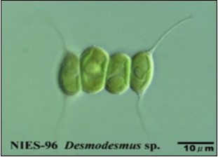 Desmodesmus sp.