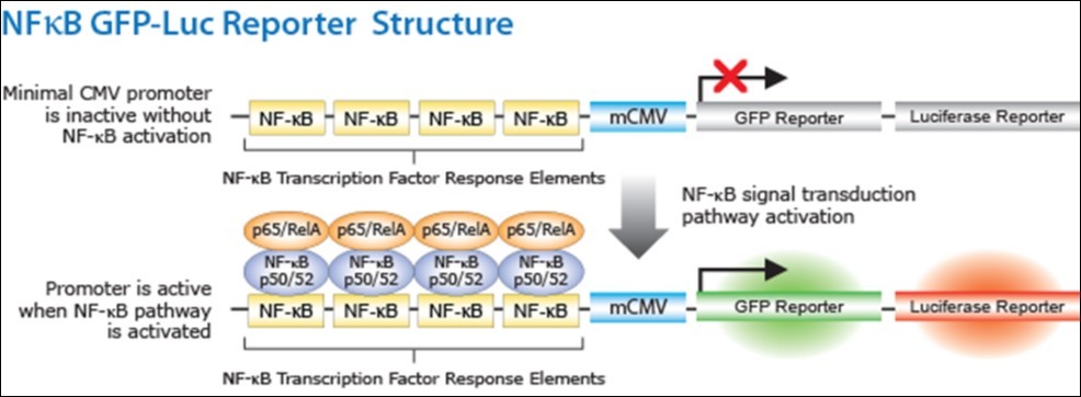 Activation of NF-κB pathway leads to the activation of the promoter genes, which in turn activates the expression of reporter genes (firefly luciferase or GFP).