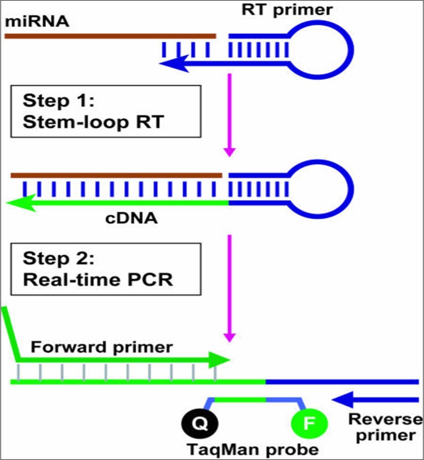 Real-time quantification of microRNA byStem-loop RT-PCR (from Reference 68).