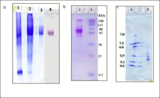 (a) Protein and XO isoenzyme pattern of sheep liver xanthine oxidase (SLXO) on 7 % native PAGE: (1) n-butanol extract, (2) DEAE-cellulose fraction, (3) Sephacryl S-300 purified fraction, and (4) SLXO isoenzyme pattern. (b) Subunit molecular weight determination by electrophoretic analysis of SLXO on 12 % SDS-PAGE: (1) Molecular weight marker proteins and (2) Purified SLXO. (c) Isoelectrofocusing: (1) isoelectric point (pI) marker proteins and (2) The purified sheep liver xanthine oxidase SLXO.