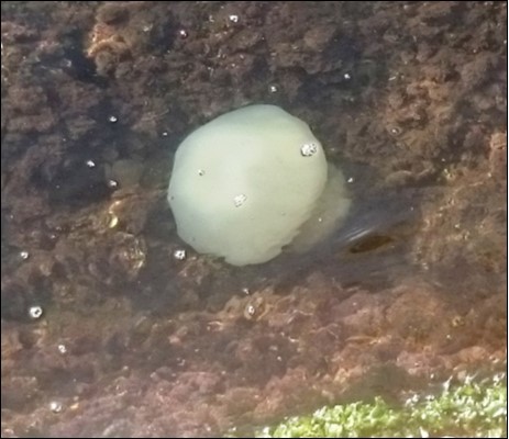 Adult Rhopilema nomadica in the Mediterranean coast of Egypt. Photo by