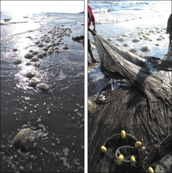 Collecting dispersed medusae of R. nomadica from Port Said coast by beach trawling net.