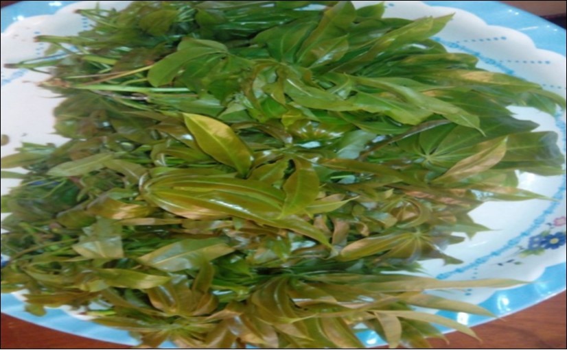 Young leaves of Ceiba pentandra