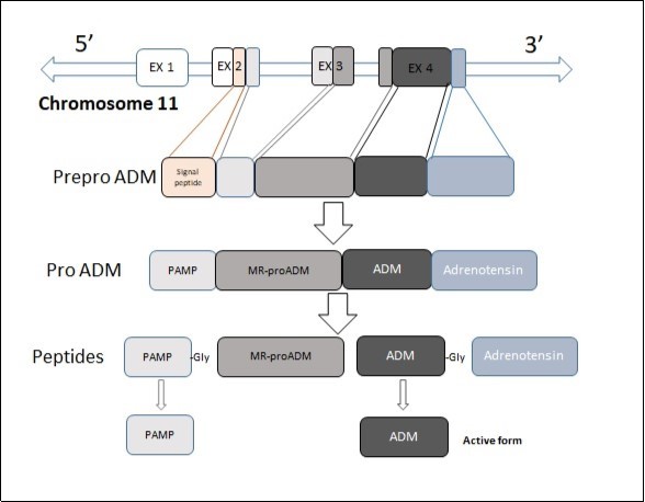 Biosynthesis ADM. Adrenomedullin is inactive form when glycine is bound.