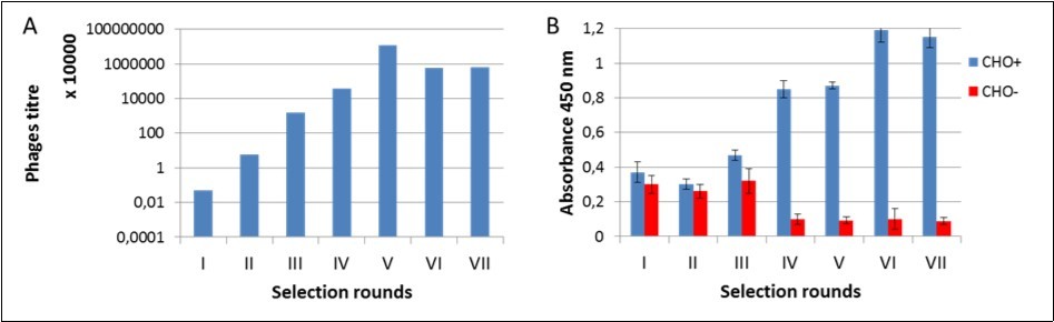 Monitoring of bio-panning process. A) Titre of phages after each selection rounds; B) Enrichment of phages that specifically recognized the D2-5-HT1A heteromer – polyclonal phage ELISA.