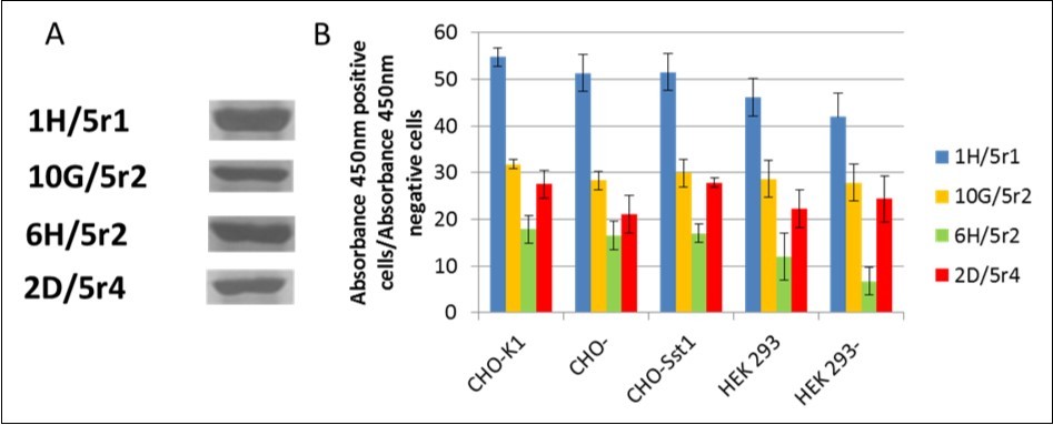 Phage display-derived scFv antibodies. A) SDS-PAGE electrophoresis after protein purification; B) D2-5-HT1A heteromer specificity of isolated scFvs antibodies determined using ELISA technique (y axis – ratio of positive vs negative signal).