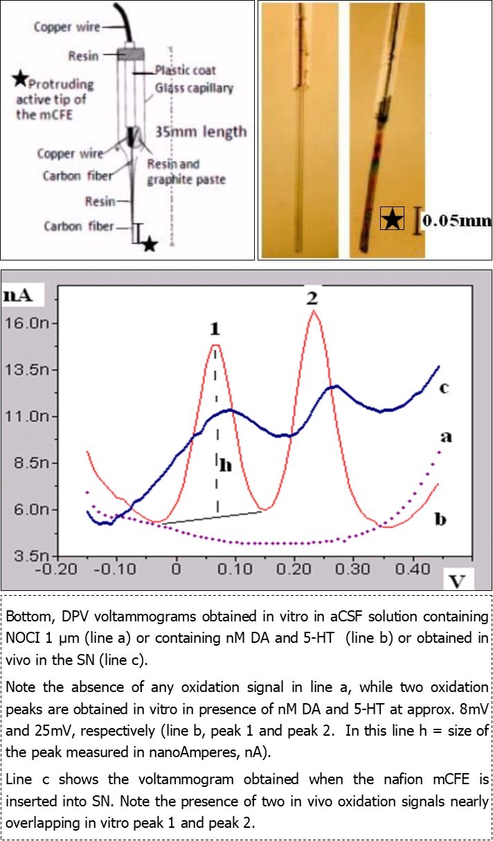 Top left: schematic representation of the mCFE: the protruding active tip of the carbon fiber (diam. 12µm) can be cut under the microscope at a length of 200 250µm for DPV - electrophysiology measurements. Top right: the tip of the mCFE before (left) and after nafion coating as described earlier (Crespi et al., 1988).