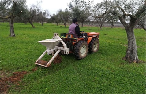 Furrower coupled with a distributor of the granulated Micosat F ®1 under Ogliarola di Lecce olive trees.