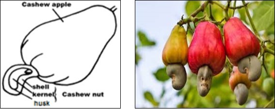 Parts of Cashew (Anacardium occidentale L.)12,13