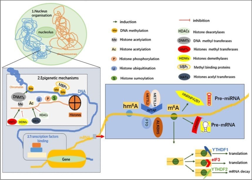 Overview of epigenetic modification (SM Geranton, Current opinion in pharmacology, 2012)