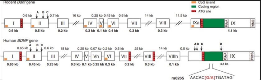 Structure of human and rodent BDNF genes. The exon is a box and the intron is a line. The sequence number of the exon is represented as a Roman numeral, and the molecular weights of the exons and introns are represented as Arabic numerals. Two polyadenylation sites (poly A) are encoded exons. The start codon ATG of the marker transcription initiation is indicated by a red box. The exon IX region encoding the pro-BDNF protein is shown in green boxes.. There are also some exons, such as exons II and IX, with alternative splice donor sites (A, B, C, D) containing different transcript variants.18