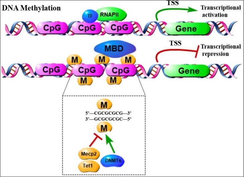 When DNA methyltransferase (DNMTS) catalyzes the addition of cytosine at the 5' position to the methyl group, DNA methylation happened. When there is no DNA methylation, the transcription factor and RNA polymerase 2 (RNAP II) bind to DNA, leading to gene expression. Recent researches suggests that members of the TET family are likely to undergo active DNA demethylation. DNA methylation cause transcriptional repression by recruiting proteins with a methyl binding domain such as MeCP2, which can further recruit a co-inhibitor complex containing HDAC. TSS, transcription start site