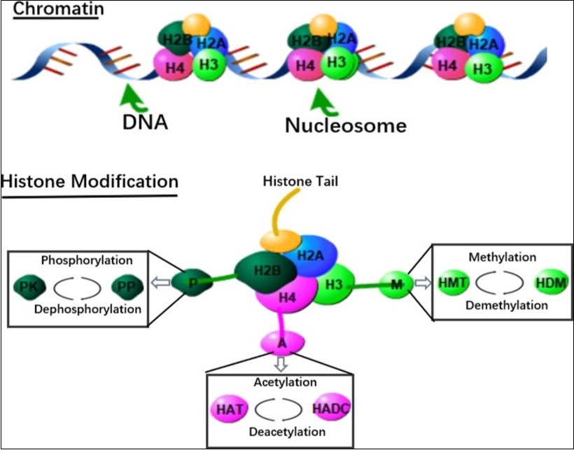 In the chromosome, DNA is wrapped around a single histone to form the basic unit of DNA packaging - the nucleosome. Epigenetic modification on histones for histone translational histone acetyltransferase (HAT; acetylated histone), histone deacetylase (HDAC; removal of histone acetyl), histone methyltransfer Enzyme (HMT; methylated histone), histone demethylase (HDM; removal of histone methyl), enzymatic mechanism of protein kinase (PK; phosphorylated histone) and protein phosphatase (PP; removal) Histone phosphate group).