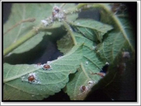 Aenasius arizonensis parasitized mummies of P. solenopsis on Lantana