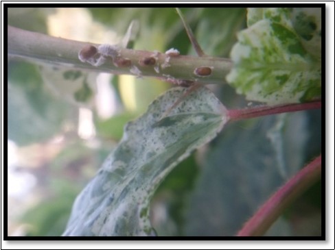 A. arizonensis parasitized mummies of P. solenopsis on China rose
