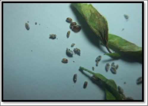 Pupae of A. Arizonensis