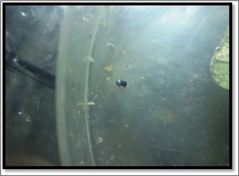 Emerging Adult female of A.Arizonensis