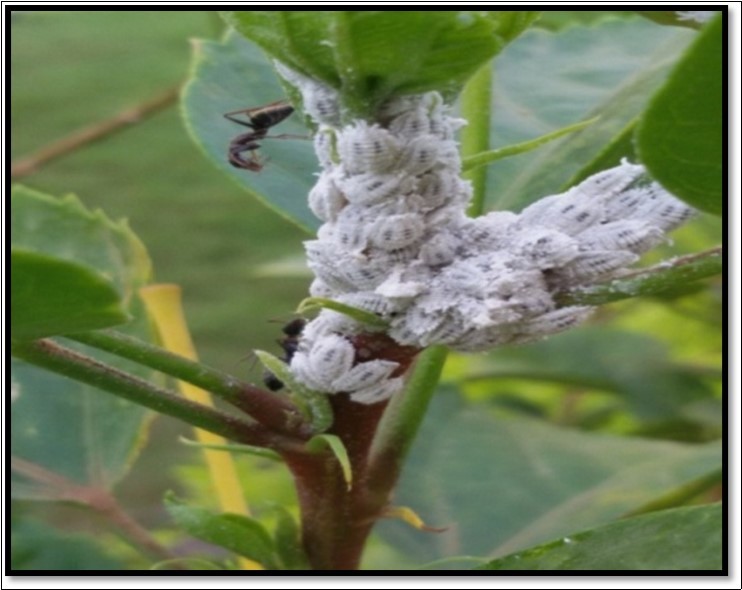 Active ants seeking the honey dew on a Colony of Cotton Mealy bug, P. solenopsis