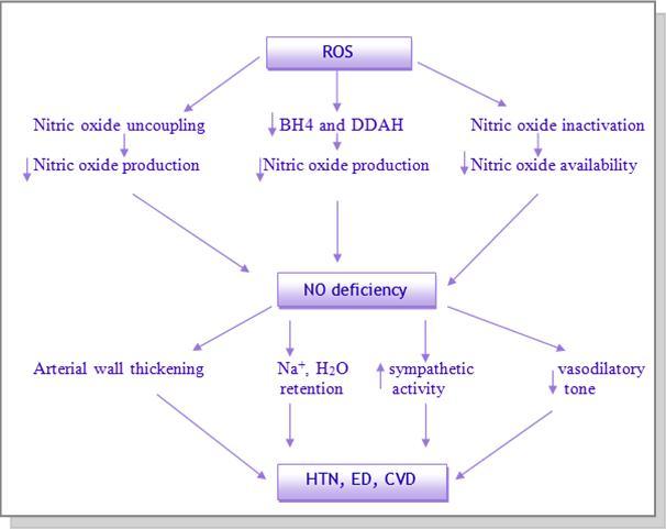 Effects of Oxidative Stress on Nitric Oxide Metabolism and Action. ROS- reactive oxygen species, NO- nitric oxide, BH4- tetrahydrobiopterin, DDAH- dimethyl arginine dimethyl aminohydrolase, HTN- hypertension, ED- endothelial dysfunction, and CVD- cardiovascular disease.Taken from Vaziri,116