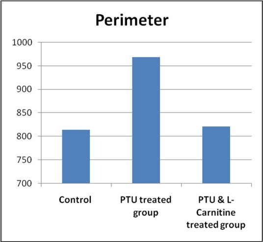 Bar chart showing perimeter of seminiferous tubules in studied groups.