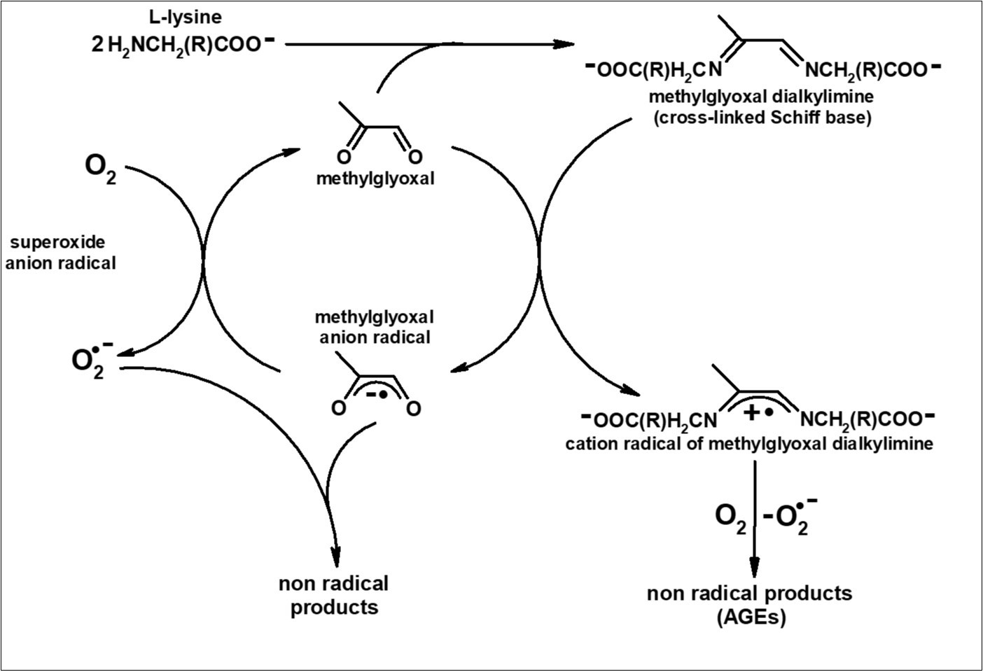 Proposed mechanisms for the formation of various products during the interaction of methylglyoxal with L-lysine.