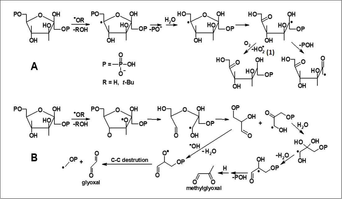 Proposed reaction mechanisms of Fru-1,6-P2 transformations under the action of hydroxyl and alkoxyl radicals.