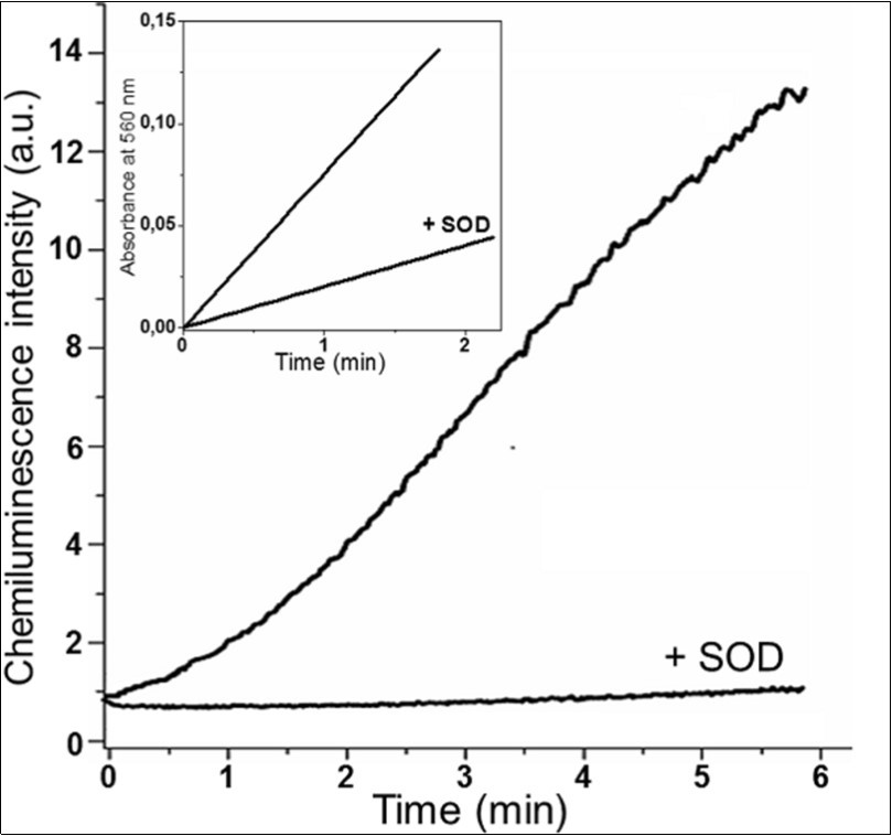 Production of superoxide anion radical in the reaction of methylglyoxal with L-lysine.