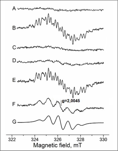 EPR spectra of organic free radicals formed in the reaction of a mixture containing methylglyoxal (0.16 M) and L-lysine (0.16 M) in K,Na-phosphate buffer (0.2 M, pH 7.8) (A-F). The simulation of EPR spectra of methylglyoxal anion radical (G).