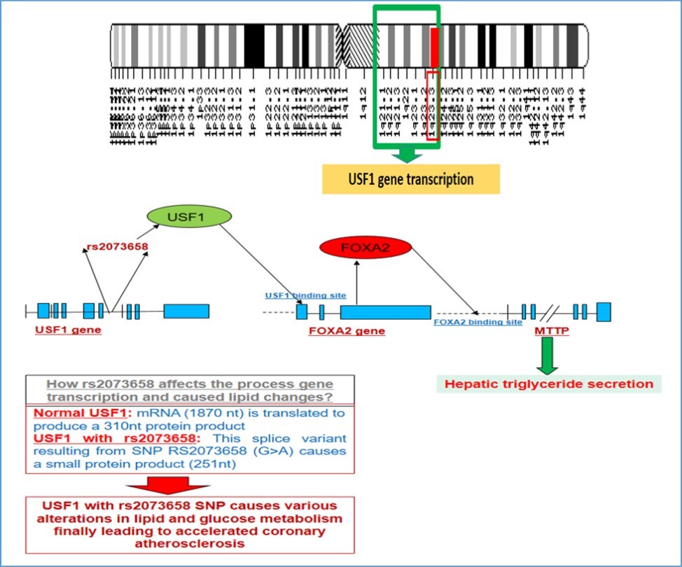 Genetic loci for USF1 gene, its association and relation with FOXA2 and hepatic triglyceride secretion along with role of SNP rs2073658 in USF1 gene in altering lipid and other metabolic effects.