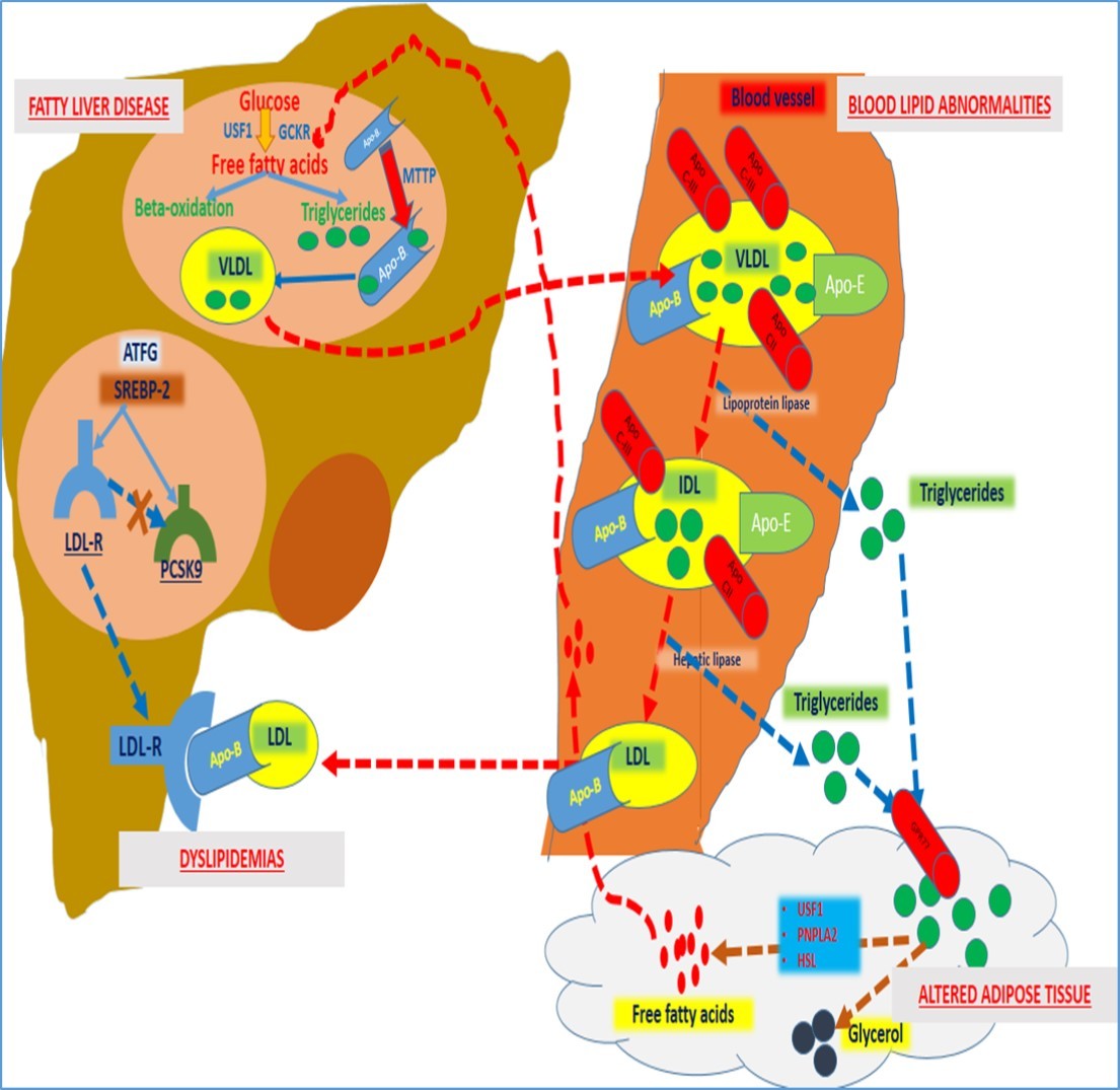 Various metabolic mechanisms that can get altered to shape into FCHL phenotype.