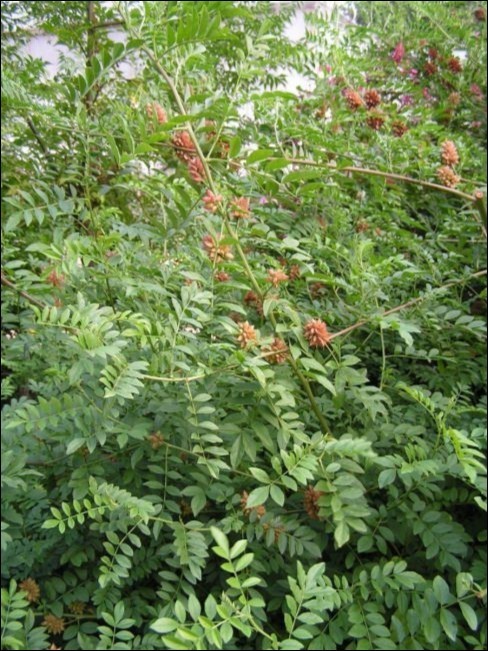 Plants studied in leukemias (a). Glycyrrhiza glabra (Licorice)