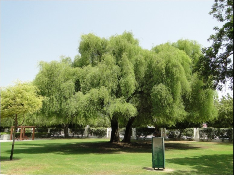 Prosopis cineraria (Khejri/Shami tree) (Source: Greensouq.ae)