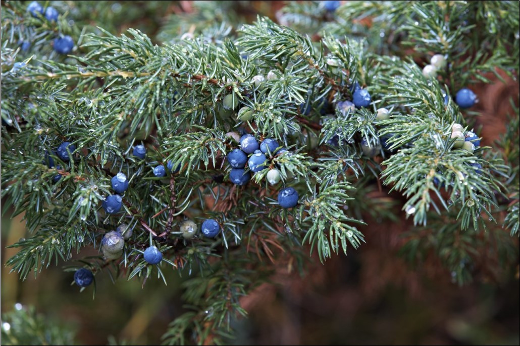 Juniperus communis (Common Juniper) (Source: IUCN Red List)