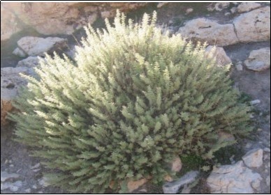 Plants studied in breast cancer (a). Satureja khuzistanica (Source: Med P Group)