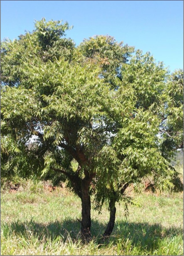 Casearia Sylvestris (Source: Árvores do Bioma Cerrado)