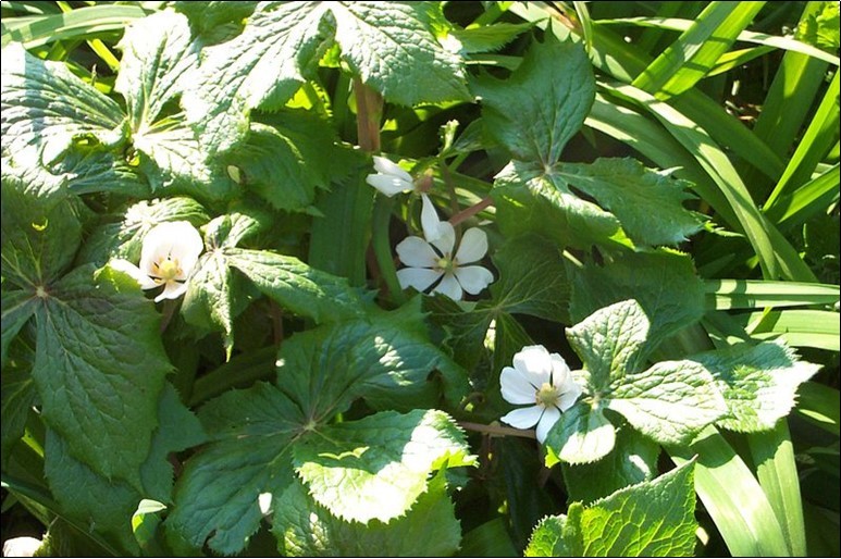Podophyllum hexandrum (Source: Wikimedia Commons)