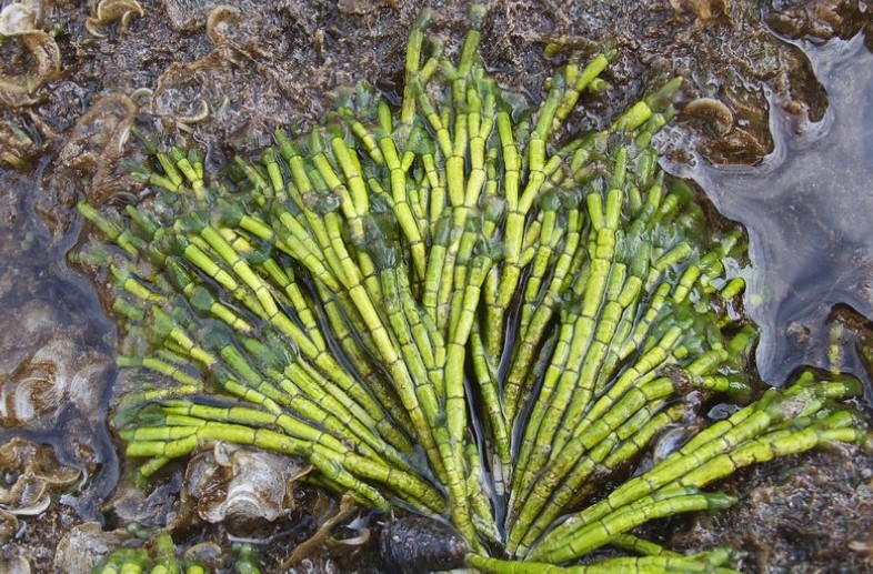 Cymopolia barbata (Source: Melev's Reef)