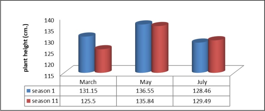 Effect of sowing date on plant height (cm.)- Khartoum-Sudan(2014/ 2015-2015/2016).