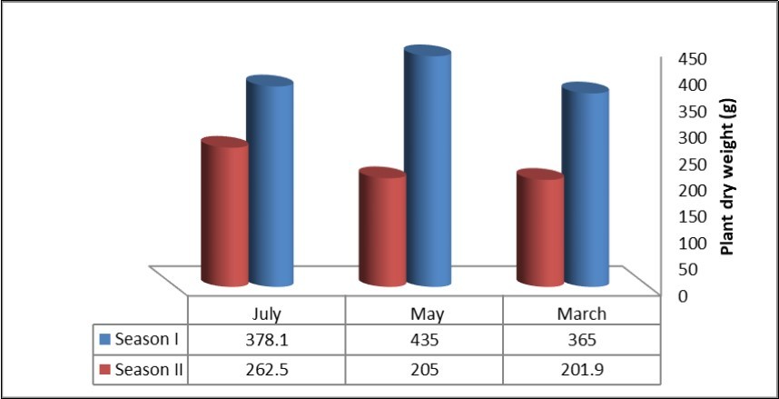 Effect of sowing date dry weight (g) - Khartoum-Sudan (2014/ 2015-2015/2016).