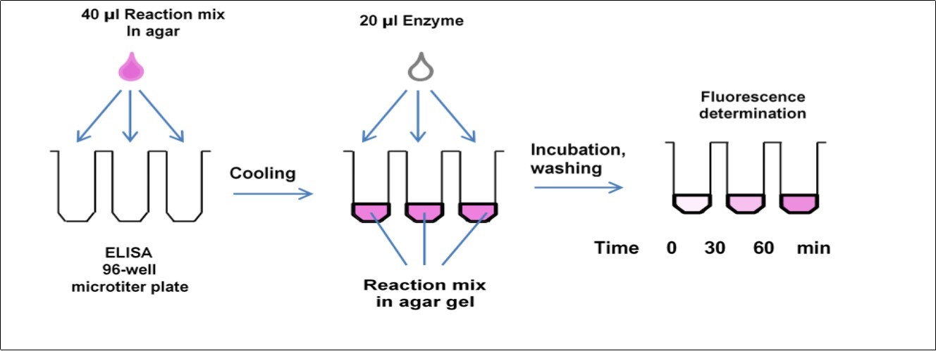 Scheme of the transglycosylase in-gel assay. The reaction mixture contains 0.05% donor polysaccharide, 4 µM acceptor oligosaccharide in 1.5 % agar dissolved in 0.05 M citrate-phosphate buffer, pH 3.5 and the enzyme. The reaction is stopped by acidified 66% ethanol and the gel is washed thoroughly with 66% ethanol.