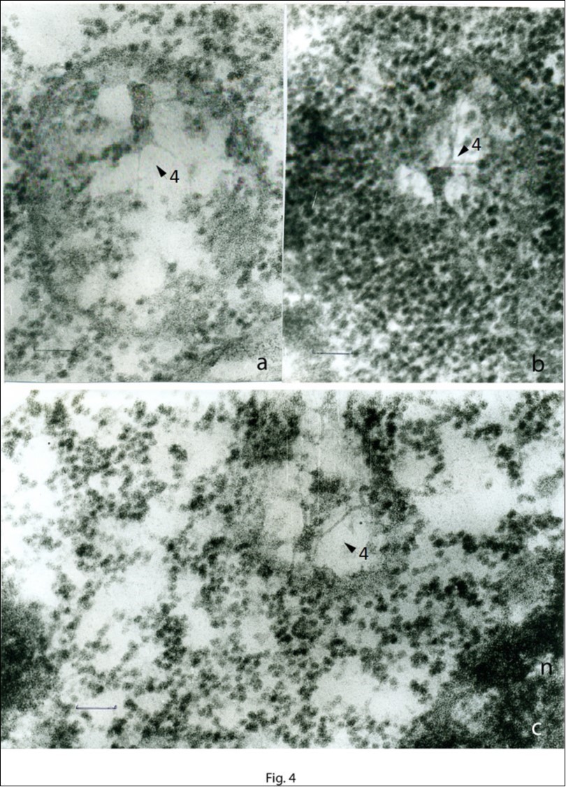 A region of the cytoplasm of apical meristematic cells (a–c). а – plastid DNA in an almost completely closed proplastid membrane. The matrix of the proplastid is reduced, and ribosomes of the cytoplasm are seen inside it. b – plastid DNA localized among the cytoplasmic ribosomes; a part of the membrane of the proplastid is seen (arrows 4). c – plastid DNA localized outside the proplastid, among cytoplasmic ribosomes; to the right is seen chromatin of the nucleus (n). Plastid DNA is indicated by arrows 4. Scale bar = 0.2 μm.