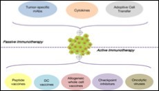 Various components of active and passive modalities of cancer immunotherapy 12.