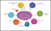Effect of various immune cells upon target cancer cell in cancer immunotherapy 14.