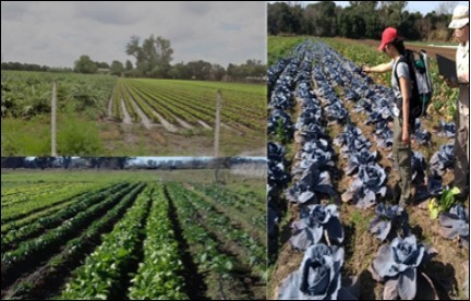 Photography of diversity crops on orchard, cloudy day and tool for spectral measurements on horticulture.