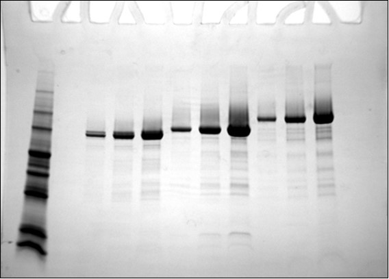 Legend Lane 1, MW standards, Lane 3-5 2, 5, and 10 mg purified Bgl1H, Lane 6-8, 2, 5, and 10 mg purified Bgl1H, Lane 9-11, 2, 5, and 10 mg purified Bgl1X.