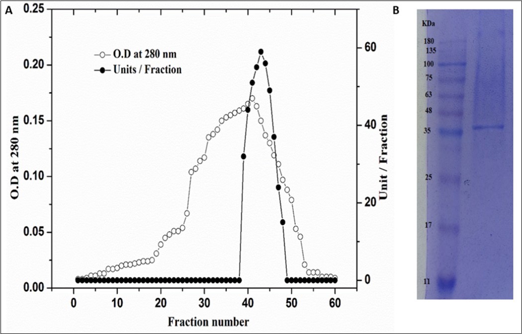 Gel filtration of POD3 CM-Sepharose fractions using a Sephacryl S-200 column (A), SDS-PAGE for homogeneity and molecular weight determination of peroxidase (B).