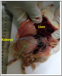 Metastasis to the posterior abdominal wall which measured 5cm x 5cm x 3cm in one of the rats in Group B.