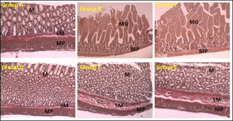 Photomicrographs of the colon. Group A (Control), Group B (DMH Only), Group C (DMH + OG20), Group D (DMH + OG40), Group E (DMH + OG80), Group F (DMH + Celecoxib). (Verhoeff’s van Gisson Stain 100x). M – Mucosa, SM – Submucosa, MP – Muscularis propria, MG – Malignant glands. Red Staining – Collagen Fibres.
