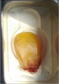 A kernel in the center of the reverberant pill sample holder, with the embryo facing downward.