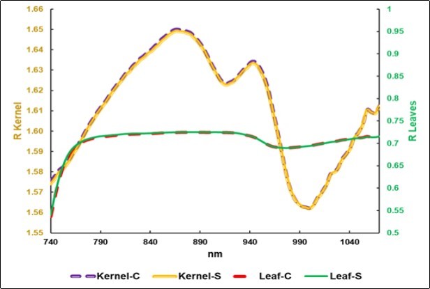 Average NIRS-SCiO spectra of the kernels: Control (C) and Biofertilized (S-Symbiotic) (No. 2024), and of the C and S leaves (No.1316).